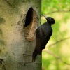 Datel cerny - Dryocopus martius - Black Woodpecker 5665
